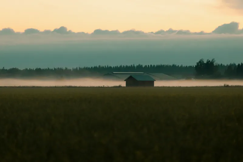 Lato pellon laidalla matalan usvan keskellä, taustalla metsänreuna ja vaalea aamutaivas.